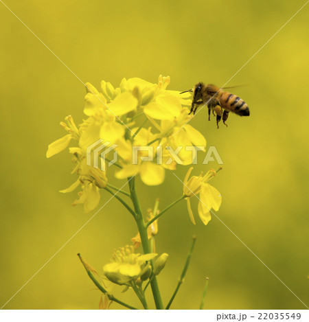 花粉玉を持って菜の花の周りを飛ぶミツバチ 22035549