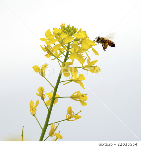 花粉玉を持って菜の花の周りを飛ぶミツバチの写真素材