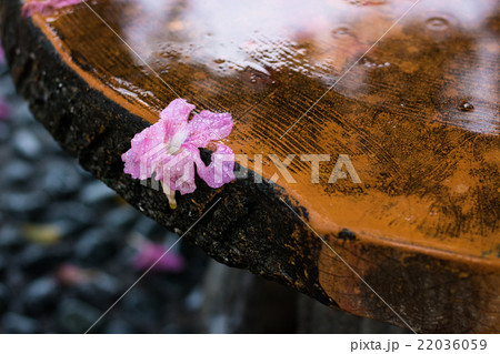 Fallen Flower on Edge of Stone Table 22036059