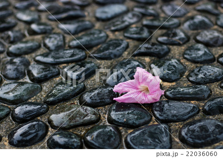 Fallen Flower on Wet Pebble Ground 22036060