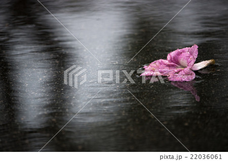 Fallen Flower and Running Water 22036061