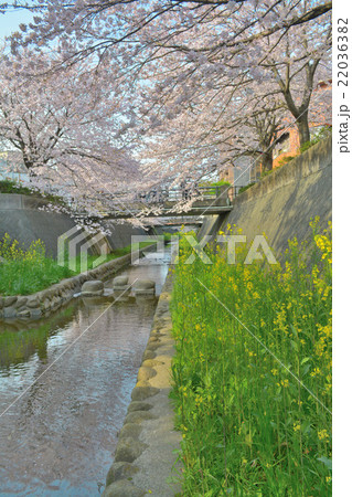 志井川の桜 22036382