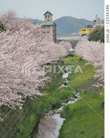 志井川の桜 22036386