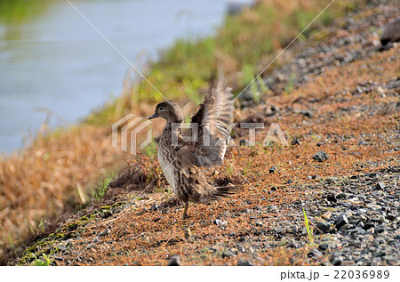 おしどり 22036989