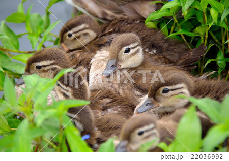 おしどり 22036992