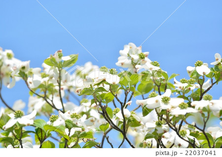 満開のハナミズキ 22037041