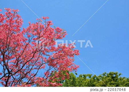 満開のハナミズキ 22037048