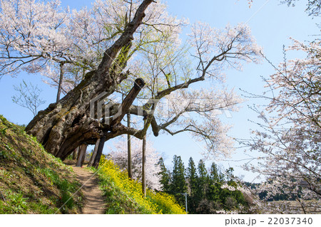 桜の古木 「祭田の桜」 福島県 桜の古木 「祭田の桜」 福島県 22037340
