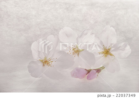 和紙に桜 22037349