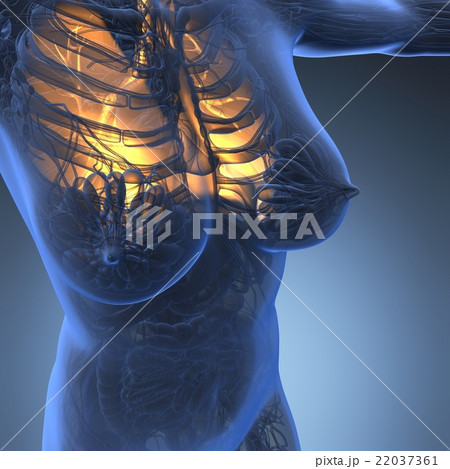 science anatomy of woman body with glow lungs 22037361