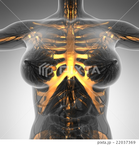 human body in x-ray with glow skeleton bones 22037369