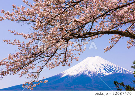 富士山と桜 富士山と桜 22037470
