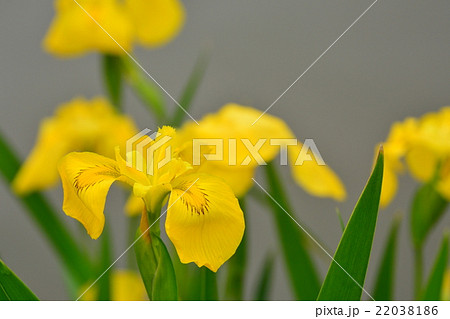 カキツバタ 22038186