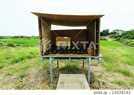 田舎の無人かぼちゃ売り場 田舎の無人かぼちゃ売り場 22038192