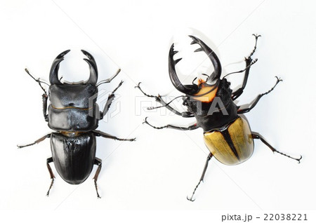 国産オオクワガタ対ラコダールツヤクワガタの戦い　白背景 22038221