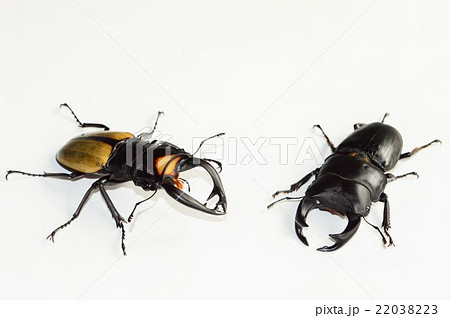 国産オオクワガタ対ラコダールツヤクワガタの戦い　白背景 22038223