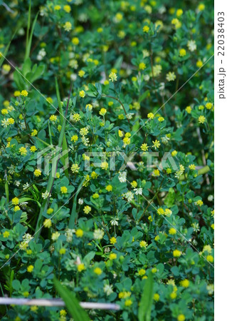 米粒詰草コメツブツメクサ 花言葉は お米を食べましょう とか の写真素材