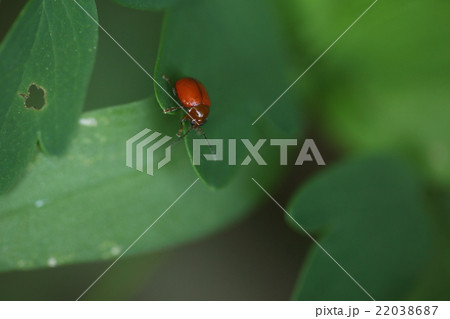 生き物　昆虫　アカイロマルノミハムシ、三ミリちょっとの小さなハムシですが鮮やかな色で目立ちます 22038687