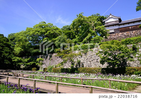 舞鶴公園の菖蒲 舞鶴公園の菖蒲 22038716