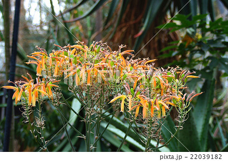 ジコウニシキ・咲き終わりの頃 22039182