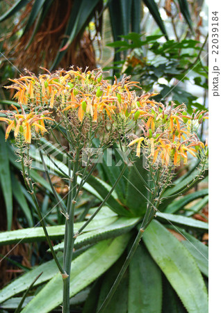 ジコウニシキ・咲き終わりの頃 22039184