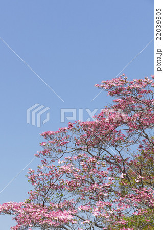 ピンク色のハナミズキ 22039305