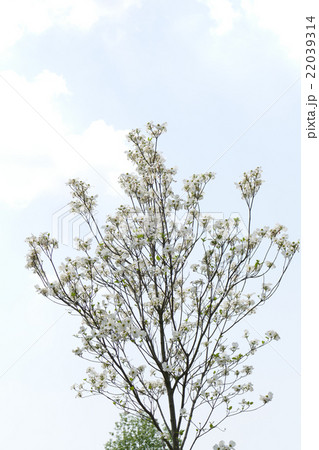 白色のハナミズキ 22039314