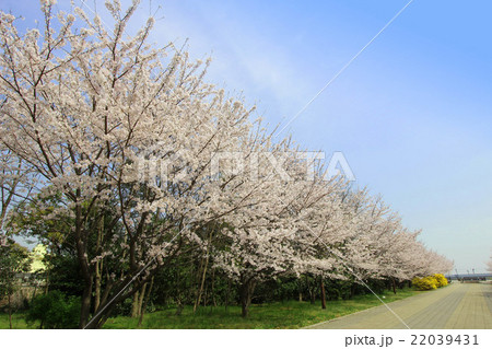 辰巳の森海浜公園 22039431