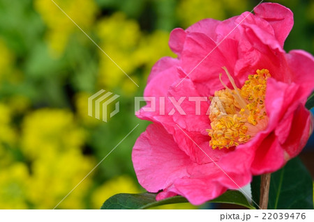 満開の椿と菜の花 22039476