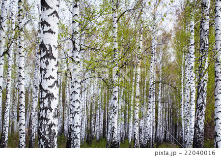 birch forest in the spring birch forest in the spring 22040016