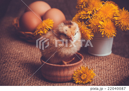 small chick with egg on the wooden table 22040087