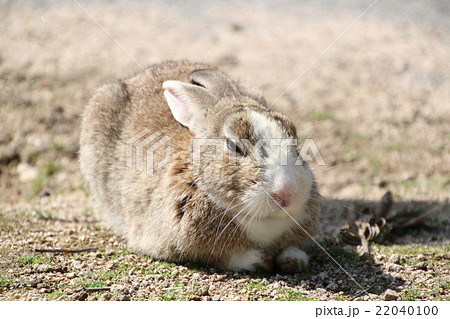 眠そうな大久野島のうさぎの写真素材