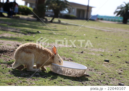 水を飲む大久野島のうさぎ 水を飲む大久野島のうさぎ 22040107