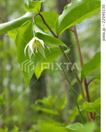 チゴユリ 22040130