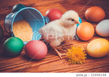 chicken with Easter eggs on wooden background chicken with Easter eggs on wooden background 22040148