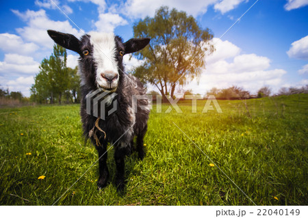 Goat on the green summer meadow Goat on the green summer meadow 22040149