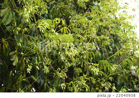 ムベの花　 22040938