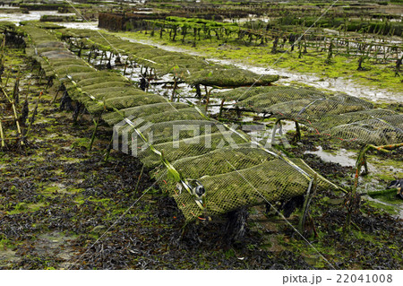 Oyster farming in France 22041008