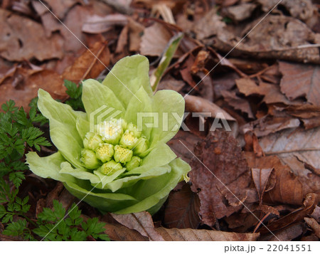 咲き始めたふきのとう 22041551
