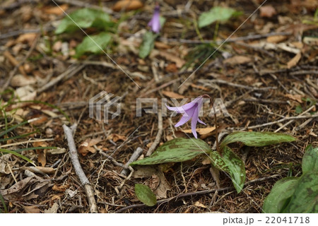 水芭蕉の森 カタクリの花(宮城県) 水芭蕉の森 カタクリの花(宮城県) 22041718