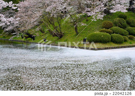 上杉神社の花筏 上杉神社の花筏 22042126