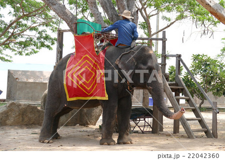 タイ王国　パタヤ（象） 22042360