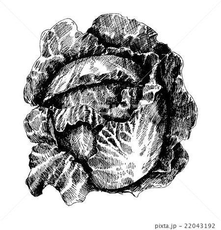 Cabbage with leafs, cabbage head, half of cabbage.  22043192