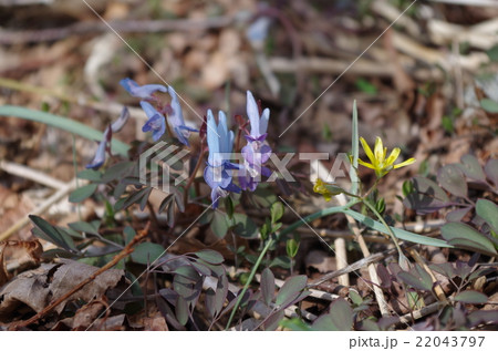 エゾエンゴサク 22043797