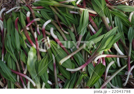 ギョウジャニンニク 22043798