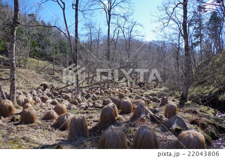 谷地坊主 22043806