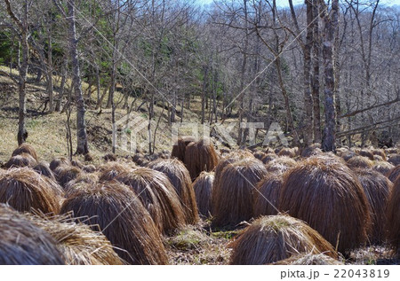 谷地坊主の写真素材