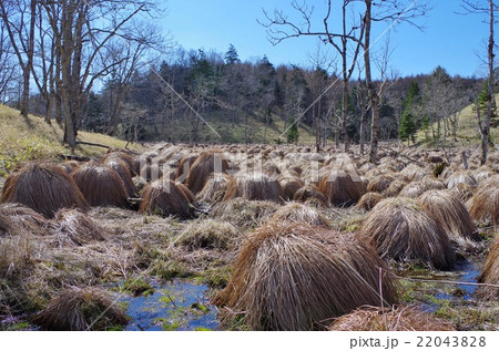 谷地坊主の写真素材 2438