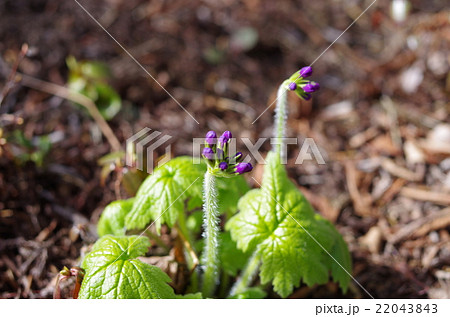 エゾオオサクラソウ 22043843