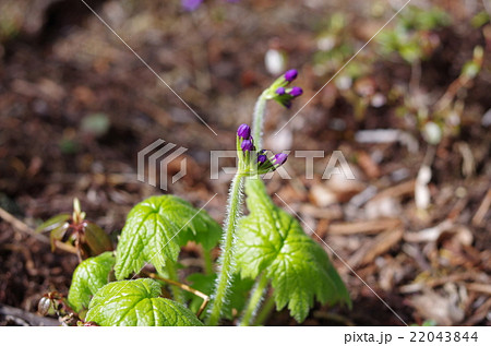 エゾオオサクラソウ 22043844